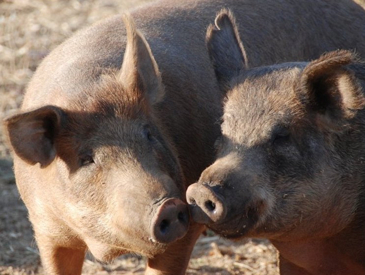 HAPPY PIGS ON A FAMILY FARM.  If pigs could vote, they would say NO to LB176 